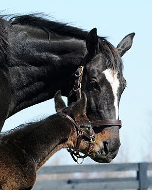 2010 Horse of the Year Zenyatta with her 2012 Bernardini colt